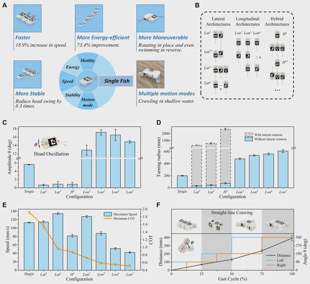  北京大学谢广明教授团队最新《Science Advances》研究成果：能“装”会“拼”的机器鱼，拓展水下机器人能力的新边界(图3)