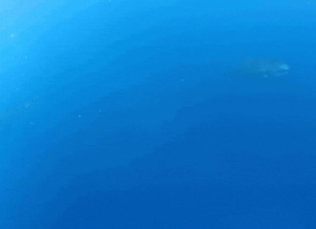  SA重磅！北大机器智能实验室这条机器鱼会变身，0.5秒从鳗鱼变金枪鱼(图2)