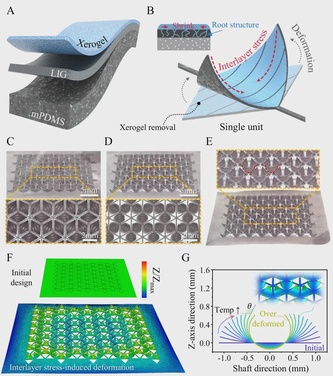 又发AFM，西交大联合团队再发力！用“剪纸”重新定义磁控柔性器件(图2)
