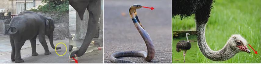 登顶T-RO！中大团队提出PTSS-ZND模型，实现连续体机器人预设时间高精度控制(图1)