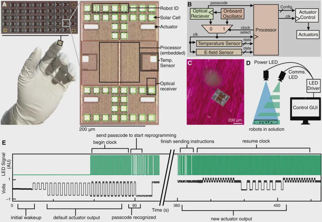 破壁微米！首个细胞级尺寸、会思考的机器人诞生| Science Robotics(图2)