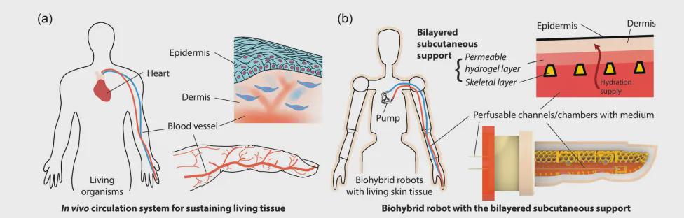 东大造出"活体皮肤"机器人手指！内置循环系统，7天不会干，还能自我修复(图3)