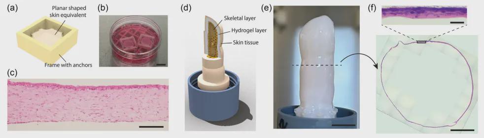 东大造出"活体皮肤"机器人手指！内置循环系统，7天不会干，还能自我修复(图7)