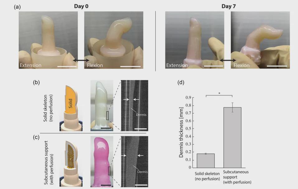 东大造出"活体皮肤"机器人手指！内置循环系统，7天不会干，还能自我修复(图8)