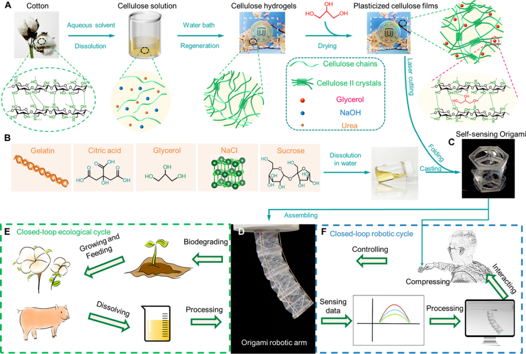 ​西湖大学Science Advances新成果：可降解的模块化自感知折纸机器人(图3)