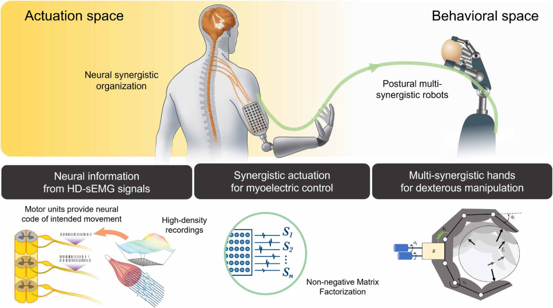  ​Science Robotics新成果 | 多国团队联合打造自然仿生假肢接口(图1)