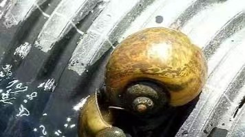 "蜗牛仿生学新突破：爬墙机器人的创新设计"(图1)