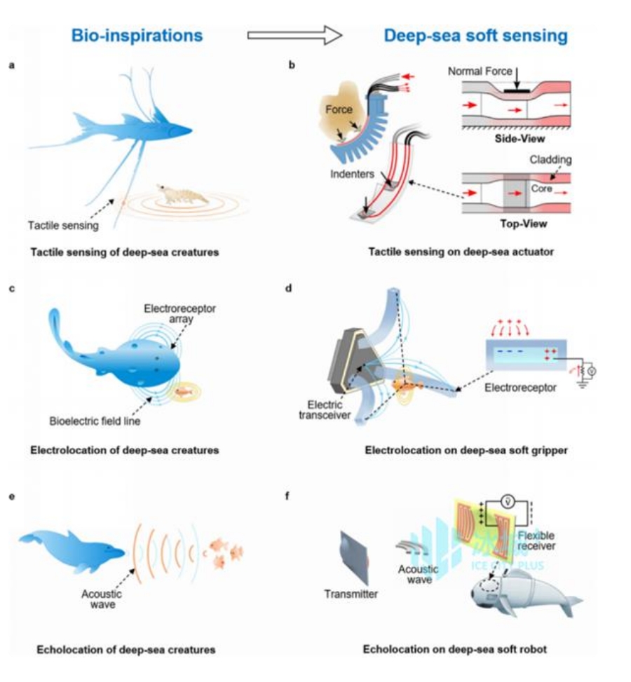 哈工程揭示“深海仿生软体机器人”新方向(图2)