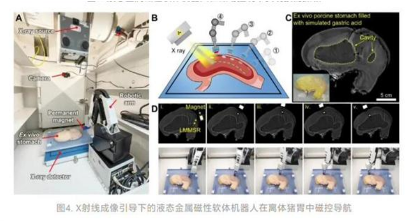 我国开发出液态金属磁性微型软体机器人：可进入人体内部狭窄区域诊疗(图2)