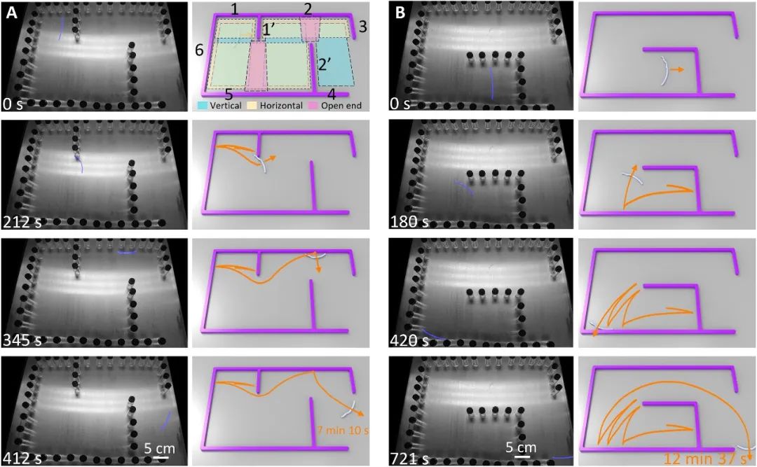 《科学进展》期刊：无脑”机器人穿越迷宫是怎样实现的？(图3)