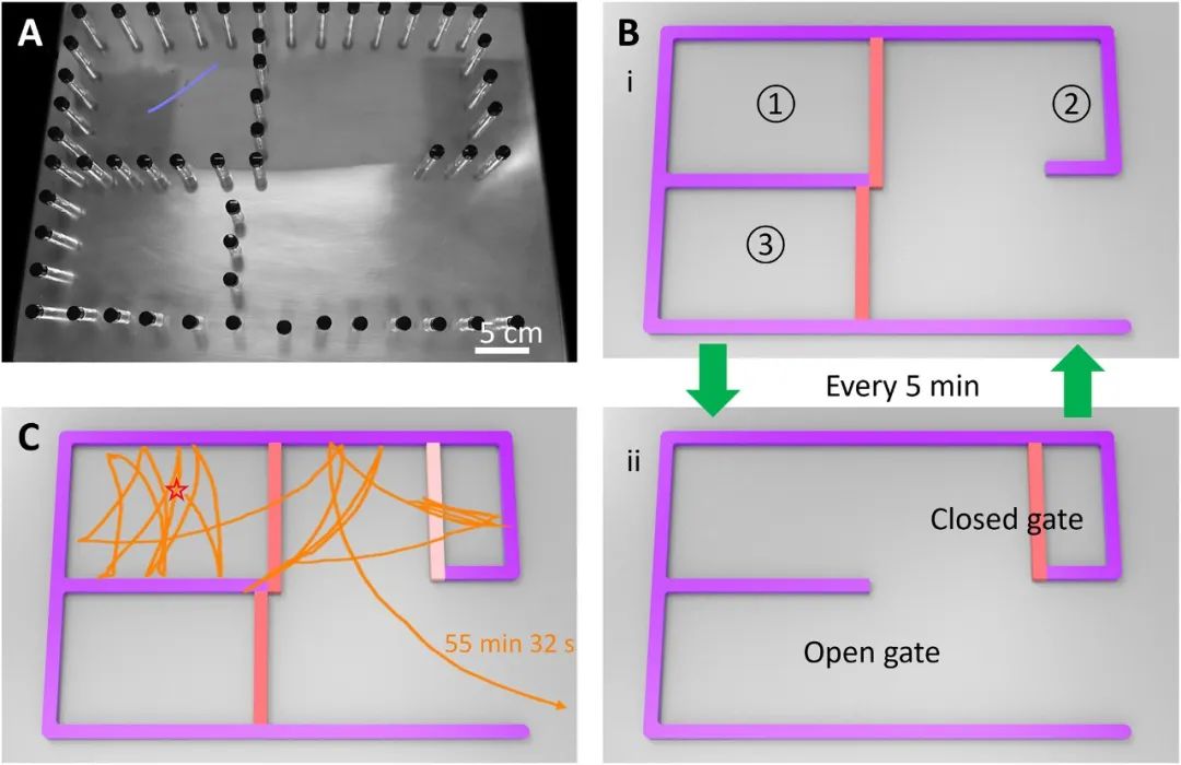 《科学进展》期刊：无脑”机器人穿越迷宫是怎样实现的？(图7)