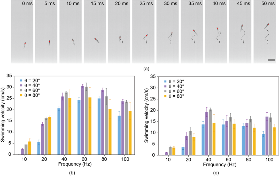 一场属于机器鱼的“奇幻漂流”，可在细小血管中“逆流而上”！(图5)