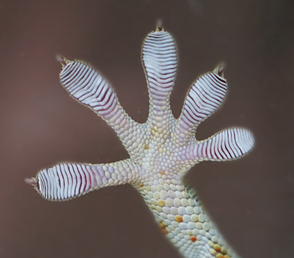 南航等高校团队研发新型壁虎机器人中枢神经控制策略(图2)