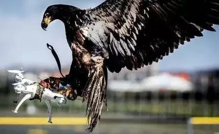 稳准狠! 斯坦福无人机空中捕猎，12毫秒精准捕获，猎鹰附身一抓一个准(图3)