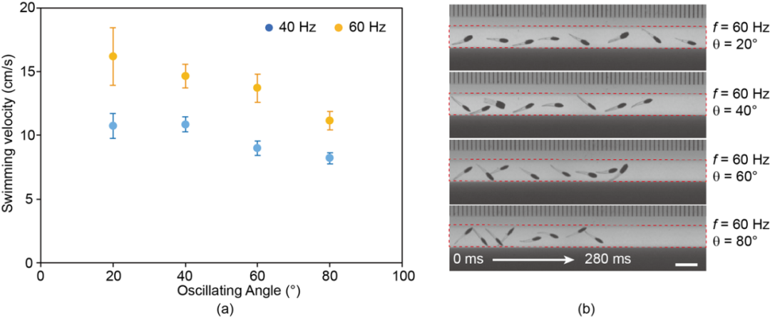 一场属于机器鱼的“奇幻漂流”，可在细小血管中“逆流而上”！(图8)