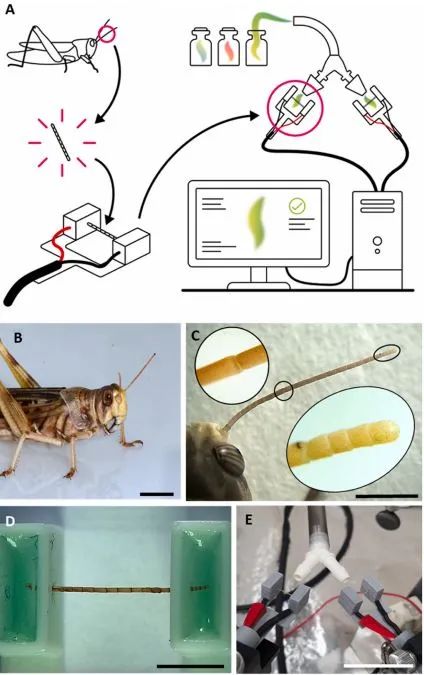 “有嗅觉”的机器人能闻出8种气味，灵敏度比普通设备高10000倍！(图5)