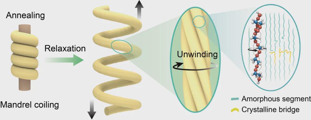 无需预载，单步成型！华南理工“大节距”人造肌肉登权威期刊，软体机器人驱动迎来巨变(图2)