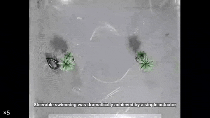 Science子刊重磅！无腿机器人能跳能游还能负重40倍体重，彻底颠覆两栖设计(图4)