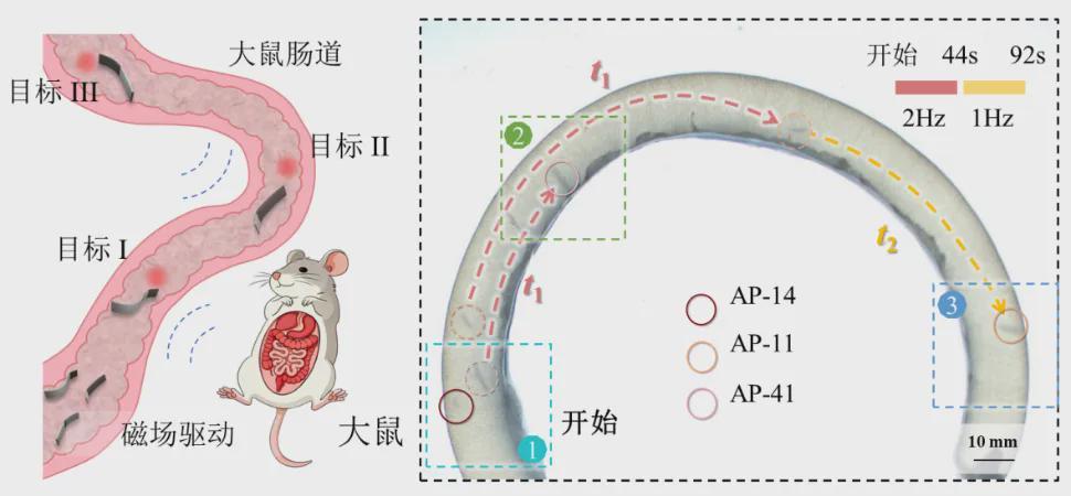 鱼群多样性启发！北理工团队发表Science子刊新作，让微机器人像鱼群一样“各司其职”(图11)