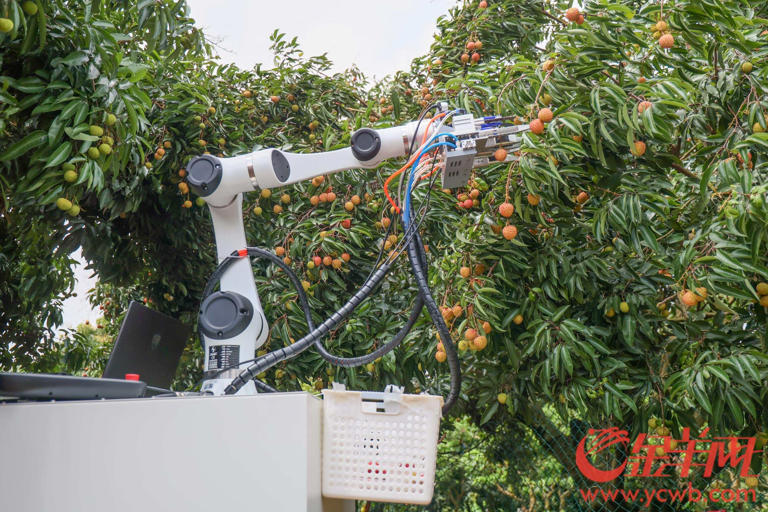 荔枝采摘机器人的背后:科技重塑荔枝产业的经济逻辑 荔枝采摘机器人的背后:科技重塑荔枝产业的经济逻辑(图2)