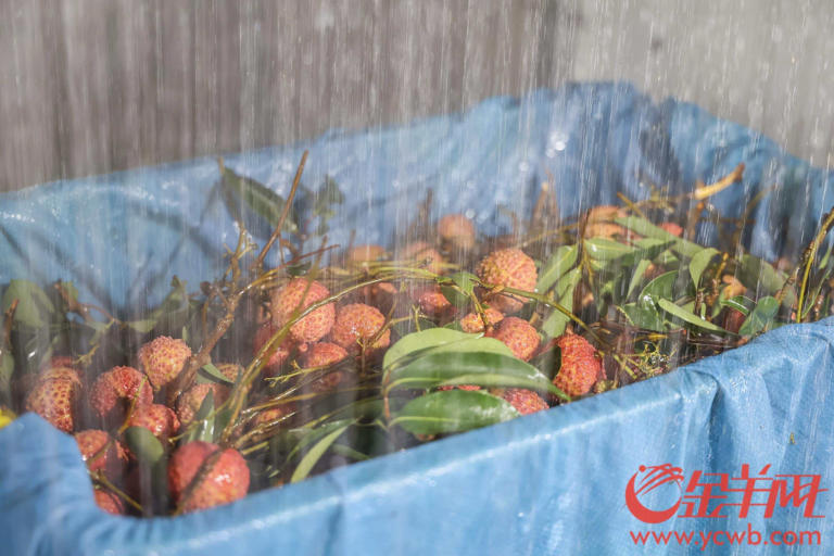 荔枝采摘机器人的背后:科技重塑荔枝产业的经济逻辑 荔枝采摘机器人的背后:科技重塑荔枝产业的经济逻辑(图5)