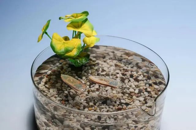 可食用水生机器人最后可被鱼类食用 完全无废物残留(图1) 可食用水生机器人最后可被鱼类食用 完全无废物残留(图1)