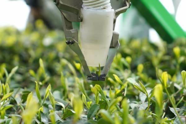 重庆邮电大学研发采茶机器人，2秒摘一叶，精准高效解行业之痛(图1)