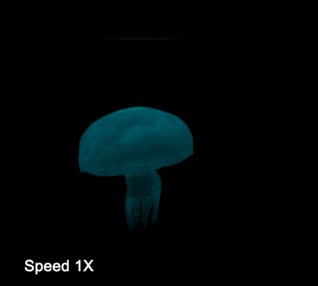 仿生机器人新突破：液压流体电池驱动的“水母”与“蠕虫”问世(图1)