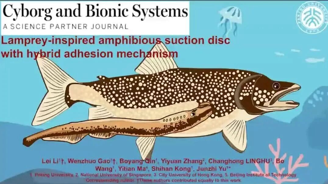 登上Science合作期刊！北大喻俊志团队打造两栖“超级吸盘”，灵感源自七鳃鳗，吸附力超自重850倍，可在各类表面稳定吸附